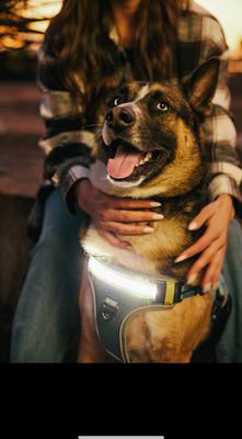 Show full view: Lumi Pawtners Lumi One Dog Harness, Black, Large: 16 to 29-in chest slide 3 of 12