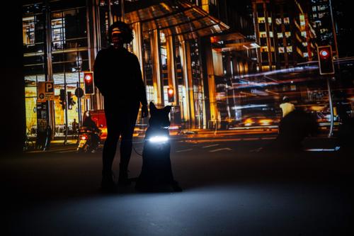 Show full view: Lumi Pawtners Lumi One Dog Harness, Black, Medium: 12 to 24-in chest slide 6 of 11