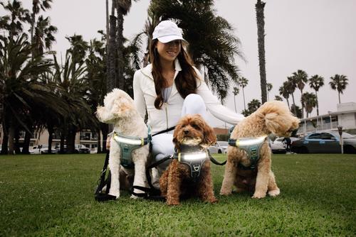 Show full view: Lumi Pawtners Lumi One Dog Harness, Black, Small: 10 to 19-in chest slide 7 of 12