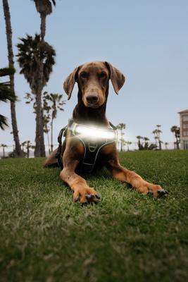 Show full view: Lumi Pawtners Lumi One Dog Harness, Black, Medium: 12 to 24-in chest slide 4 of 11