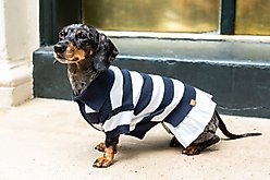 Bespoke Paws Gladys' Buttonup Dog Polo Dress, Large