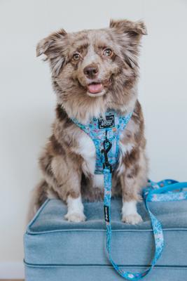 Show full view: Sassy Woof Disney Princess Cinderella Adjustable Dog Harness, XX-Small: 10 to 14-in chest slide 7 of 7