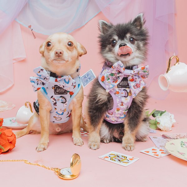 Sassy Woof Alice in Wonderland Adjustable Dog Harness