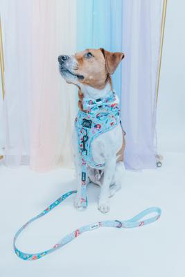 Show full view: Sassy Woof Disney Princess Ariel Dog Leash, 5-ft long, 4/5-in wide slide 6 of 7