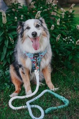 Show full view: Sassy Woof Disney Princess Ariel Rope Dog Leash, 5-ft long, 0.6-in wide slide 5 of 5