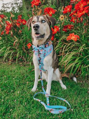 Show full view: Sassy Woof Disney Princess Ariel Dog Collar, Medium: 19.7-in neck, 3/4-in wide slide 6 of 6