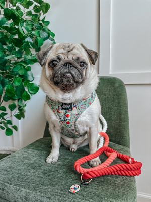 Show full view: Sassy Woof Disney Princess Snow White Adjustable Dog Harness, XX-Large: 25 to 37-in chest slide 5 of 6