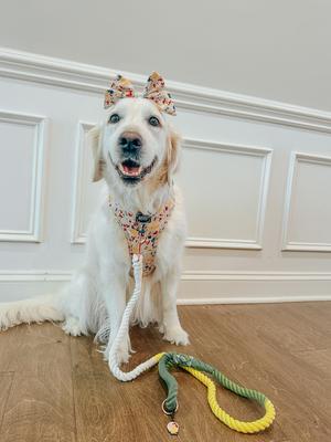 Show full view: Sassy Woof Disney Princess Belle Adjustable Dog Harness, Small: 16 to 21-in chest slide 7 of 7