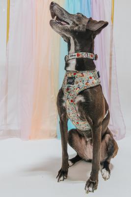 Show full view: Sassy Woof Disney Princess Snow White Dog Collar, Medium: 19.7-in neck, 3/4-in wide slide 7 of 7