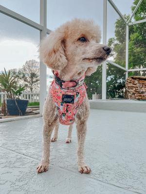 Show full view: Sassy Woof Disney Princess Mulan Adjustable Dog Harness, Medium:18 to 25-in chest slide 5 of 6