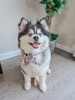 Show full view: Sassy Woof Alice in Wonderland Dog Collar, Purple, Large: 26-in neck, 1-in wide slide 7 of 7