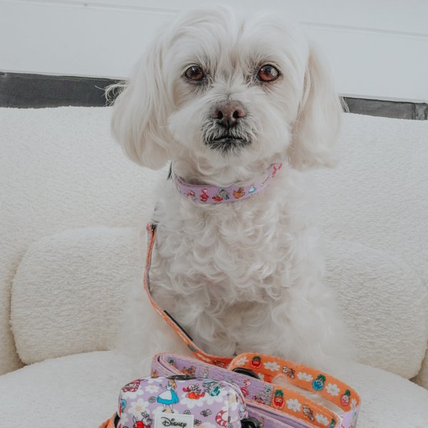 Sassy Woof Alice in Wonderland Dog Collar