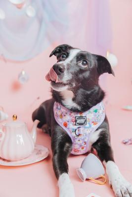 Show full view: Sassy Woof Alice in Wonderland Adjustable Dog Harness, Purple, Medium:18 to 25-in chest slide 6 of 6