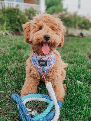 Show full view: Sassy Woof Disney Princess Jasmine Adjustable Dog Harness, Large: 22 to 33-in chest slide 5 of 6