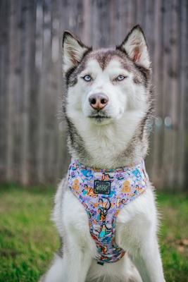 Show full view: Sassy Woof Disney Princess Jasmine Adjustable Dog Harness, X-Small: 14 to 19-in chest slide 6 of 6