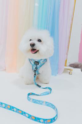 Show full view: Sassy Woof Disney Princess Cinderella Adjustable Dog Harness, X-Small: 14 to 19-in chest slide 5 of 6