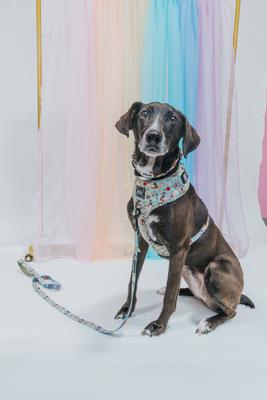 Show full view: Sassy Woof Disney Princess Snow White Adjustable Dog Harness, Medium:18 to 25-in chest slide 7 of 7