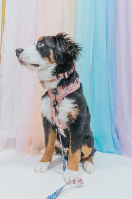 Show full view: Sassy Woof Disney Princess Mulan Dog Collar, Small: 13-in neck, 1/2-in wide slide 7 of 7