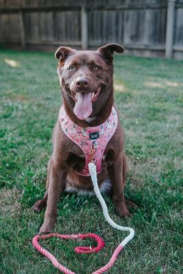 Show full view: Sassy Woof Disney Princess Mulan Adjustable Dog Harness, X-Small: 14 to 19-in chest slide 6 of 6