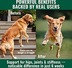 Azestfor Anti-Inflammatory Green Lipped Mussel Powder Supplement for Dogs, 2.64-oz bag slide 2 of 9