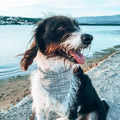 Show full view: Pettsie Dog Collar & Bandana, Blue, Medium: 20-in neck, 4/5-in wide, natural slide 4 of 9