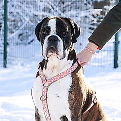 Pettsie No-Pull Reflective Dog Harness & Bracelet, Pink, Large: 23.5 to 32.5-in chest, natural slide 2 of 7