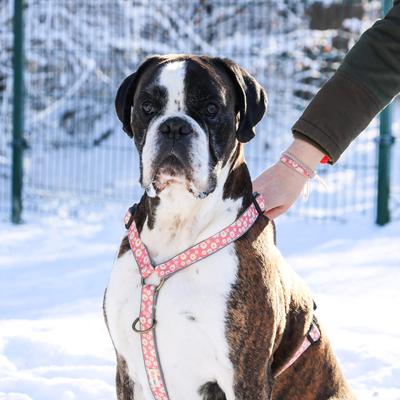 Show full view: Pettsie No-Pull Reflective Dog Harness & Bracelet, Pink, Large: 23.5 to 32.5-in chest, natural slide 7 of 8