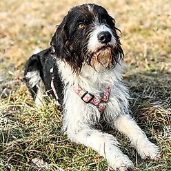 Pettsie No-Pull Reflective Dog Harness & Bracelet, Pink, Medium: 21 to 27.5-in chest, natural slide 2 of 7
