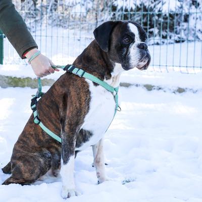 Show full view: Pettsie No-Pull Reflective Dog Harness & Bracelet, Green, Large: 23.5 to 32.5-in chest, natural slide 7 of 8