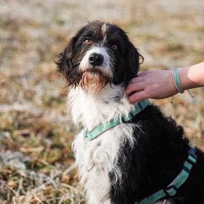 Show full view: Pettsie No-Pull Reflective Dog Harness & Bracelet, Green, Large: 23.5 to 32.5-in chest, natural slide 5 of 8