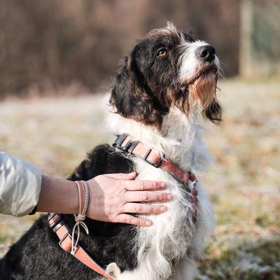 Show full view: Pettsie No-Pull Reflective Dog Harness & Bracelet, Orange, Small: 18.5 to 24-in chest, natural slide 7 of 8