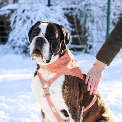 Show full view: Pettsie No-Pull Reflective Dog Harness & Bracelet, Orange, Small: 18.5 to 24-in chest, natural slide 5 of 8