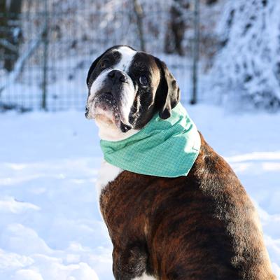 Show full view: Pettsie Dog Collar & Removable Bandana, Green, Large: 26-in neck, 1-in wide, natural slide 7 of 8
