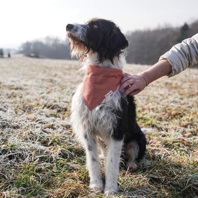 Show full view: Pettsie Dog Collar & Removable Bandana, Orange, Small: 15.5-in neck, 3/8-in wide, natural slide 6 of 7