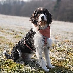 Pettsie Dog Collar & Removable Bandana, Orange, Small: 15.5-in neck, 3/8-in wide, natural slide 2 of 7