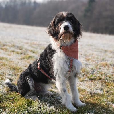 Show full view: Pettsie Dog Collar & Removable Bandana, Orange, Small: 15.5-in neck, 3/8-in wide, natural slide 4 of 7