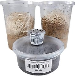 Josh's Frogs Dart Frog Feeder Bundle slide 1 of 9