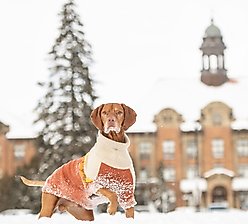 GF Pet Fireside Dog Sweater, Chili, Large slide 2 of 6