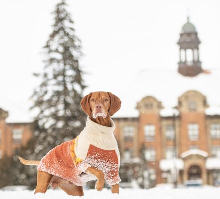 Show full view: GF Pet Fireside Dog Sweater, Chili, Large slide 5 of 7