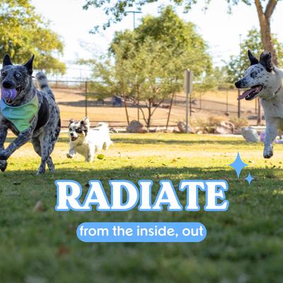 Show full view: Bundle x Joy Radiant Hip x Joint Chew Supplement for Dogs, 90 count slide 6 of 7