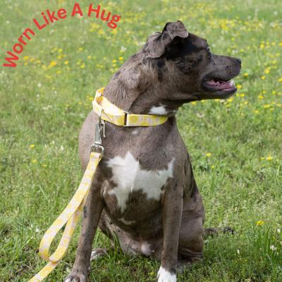 Show full view: Country Brook Petz Pink Lemonade Martingale Dog Collar, Yellow, Small slide 3 of 9