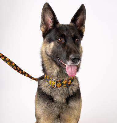 Show full view: Country Brook Petz Happy Jack Martingale Dog Collar, Black, Medium slide 2 of 6