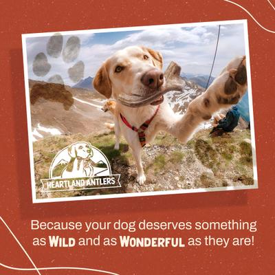 Show full view: Heartland Antlers Deer Antler Dog Chew, X-Large: 65 to 85-lbs slide 8 of 8