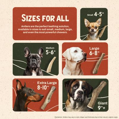 Show full view: Heartland Antlers Elk Antler Dog Chew, Small: 5 to 25-lbs, 2 count slide 6 of 8