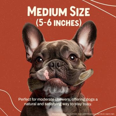 Show full view: Heartland Antlers Deer Antler Dog Chew, Medium: 25 to 45-lbs slide 4 of 8
