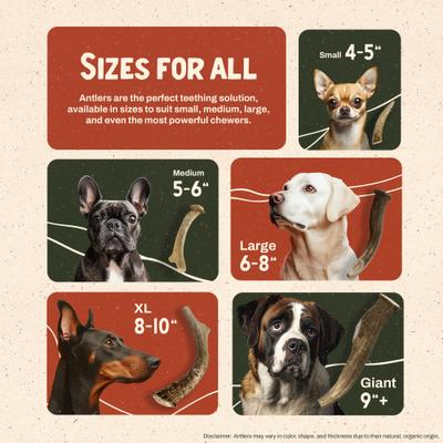 Show full view: Heartland Antlers Deer Antler Dog Chew, Medium: 25 to 45-lbs slide 6 of 8