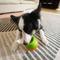 Show in main carousel: PuzzleFeeder Interactive Puzzle Dog Toy, Green, Medium slide 5 of 8