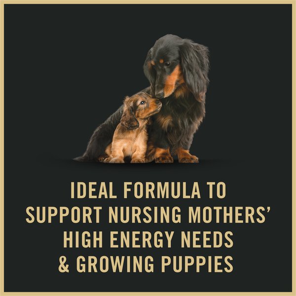 Purina Pro Plan Puppy Mousse Starter Chicken Entree Wet Dog Food