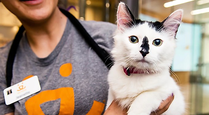 Fresh Step Extreme Mountain Spring Febreze Scented Clumping Clay Cat Litter