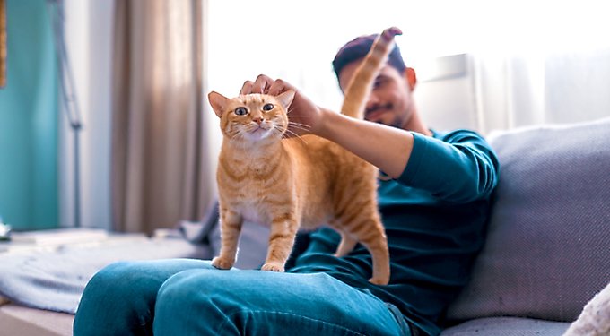 Fresh Step Extreme Mountain Spring Febreze Scented Clumping Clay Cat Litter